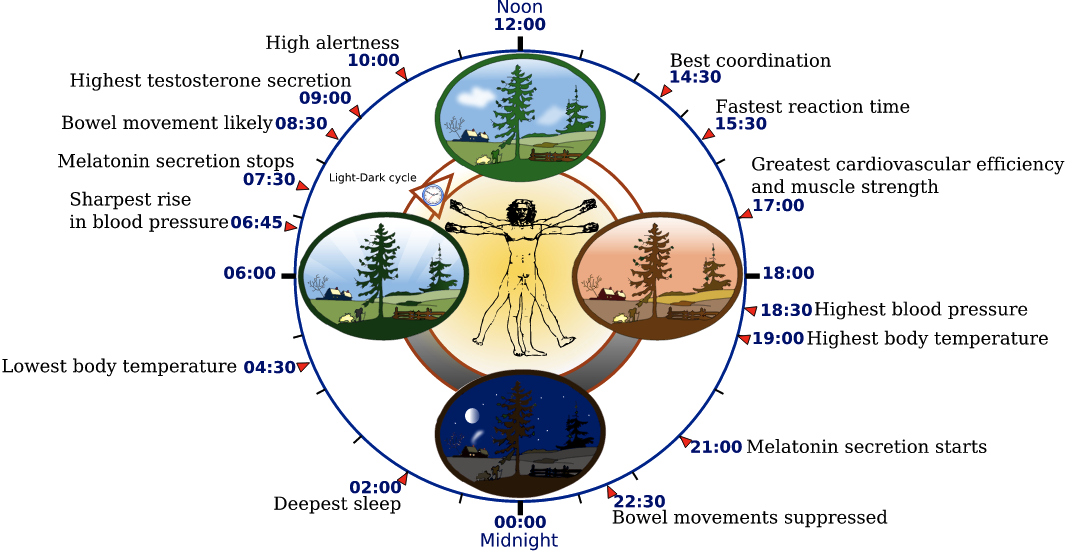 circadian rhythm, body clock