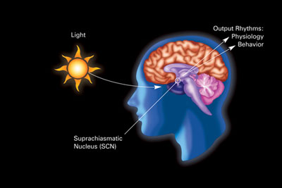 circadian rhythm, light, scn