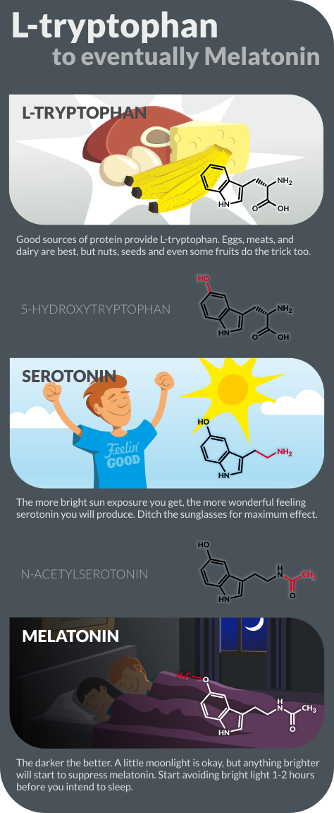 melatonin, seratonin, melatonin synthesis, L-tryptophan, sleep, healthy sleep, infographic, circadian rhythm